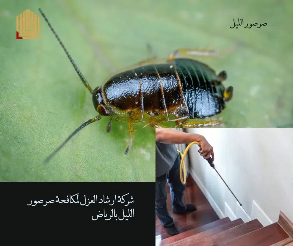 صرصور الليل