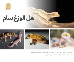 دعاء طرد الوزغ من المنزل