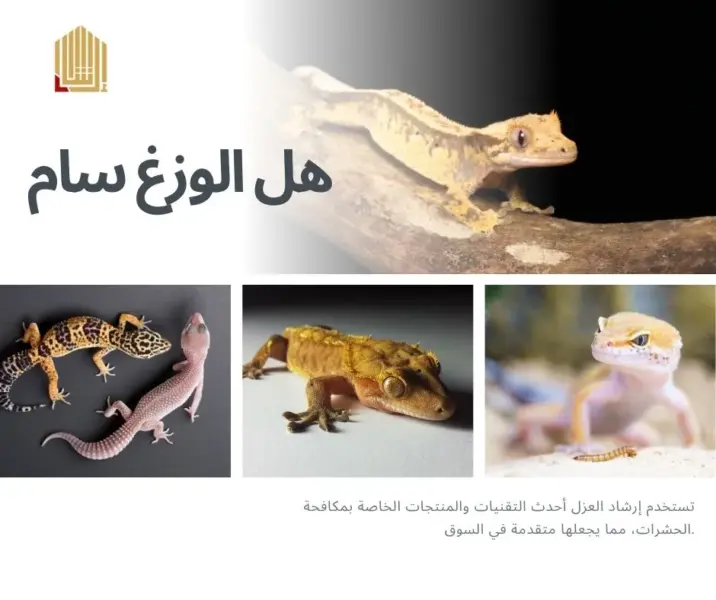 دعاء طرد الوزغ من المنزل